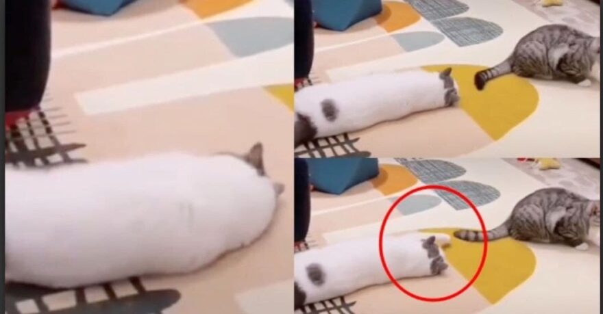 “Dah kenapa ko nak jadi ulat bulu”, Si comel mengesot di lantai macam orang puasa