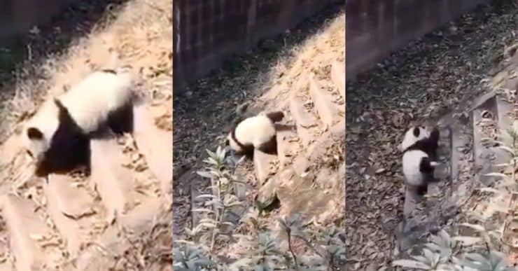 “Dah cukup ‘slow’ turun tangga” , Panda tergolek sampai bawah bikin ramai terhibur