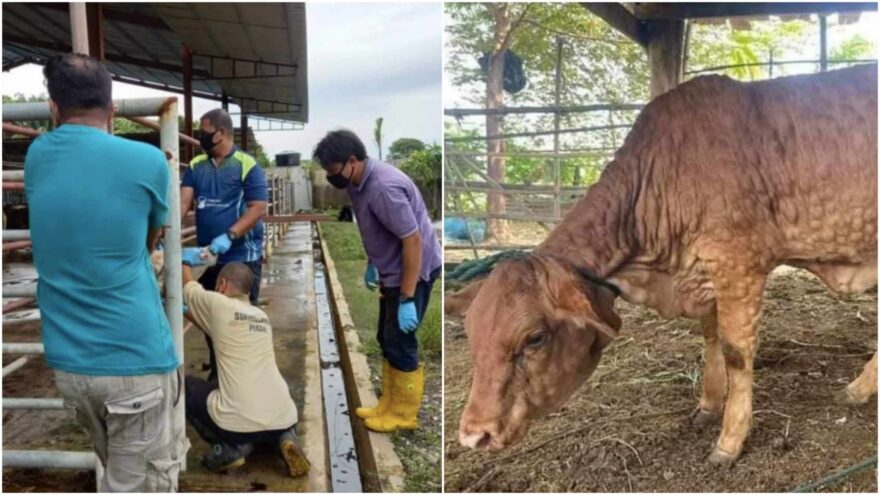 Lembu yang disembelih di Perak perlu dapat kelulusan Jabatan Perkhidmatan Veterinar