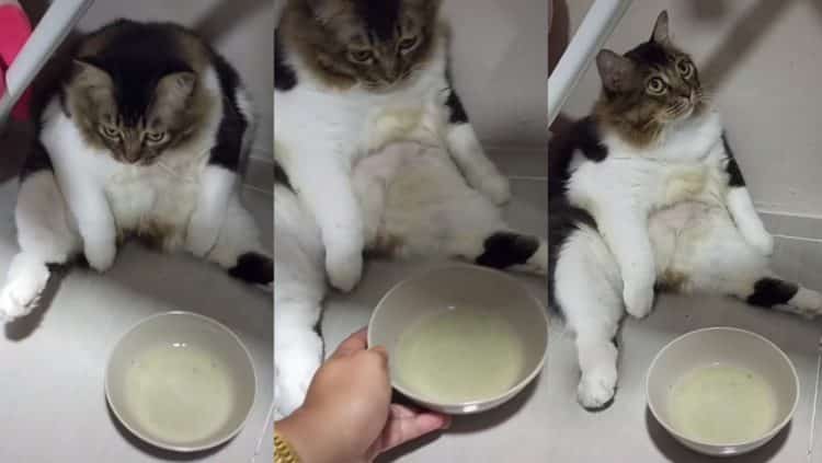 Kucing cerewet tak nak makan, rupanya merajuk kena diet