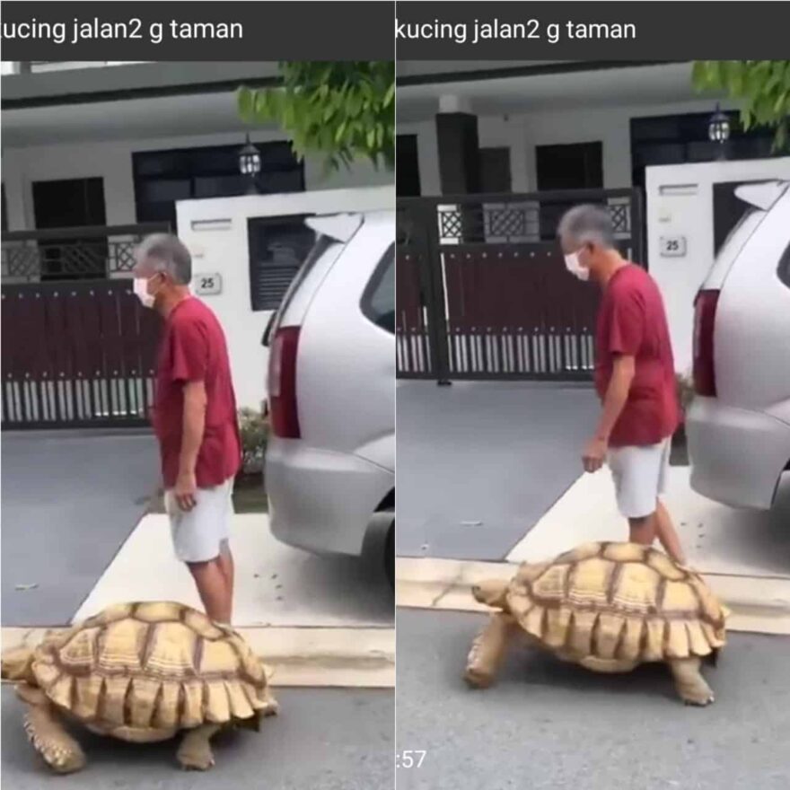 Lelaki bawa kura-kura bersiar-siar, bukan main besar lagi saiznya!