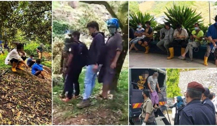 Buat provokasi tengking penguat kuasa, 18 pekebun durian haram ditahan polis