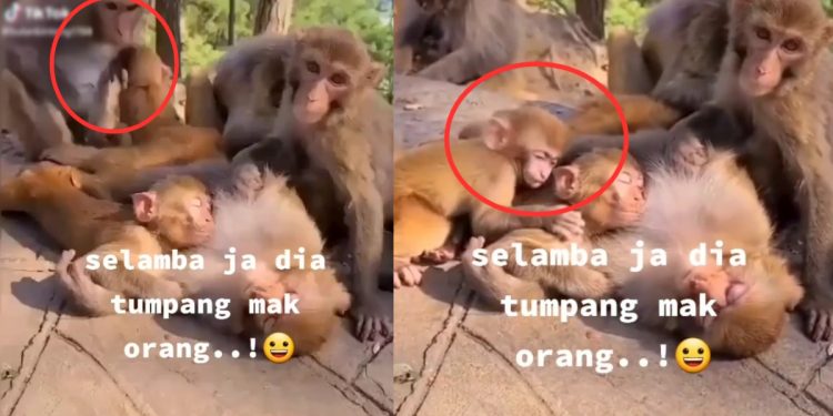 Baru tinggal sekejap, anak monyet selamba terus peluk mak lain, “Jeles la tu…”