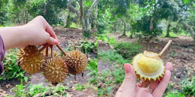 Durian saiz mini tarik perhatian, “Tak berbaloi nak kupas…”