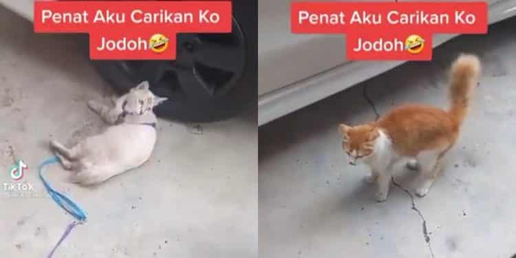 Lelaki kenalkan jantan tetapi kucingnya terlalu memilih, “Kau ingat kau cantik?”