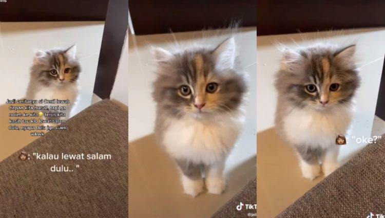 Gelagat kucing pandai angguk bila diarah buat netizen geli hati