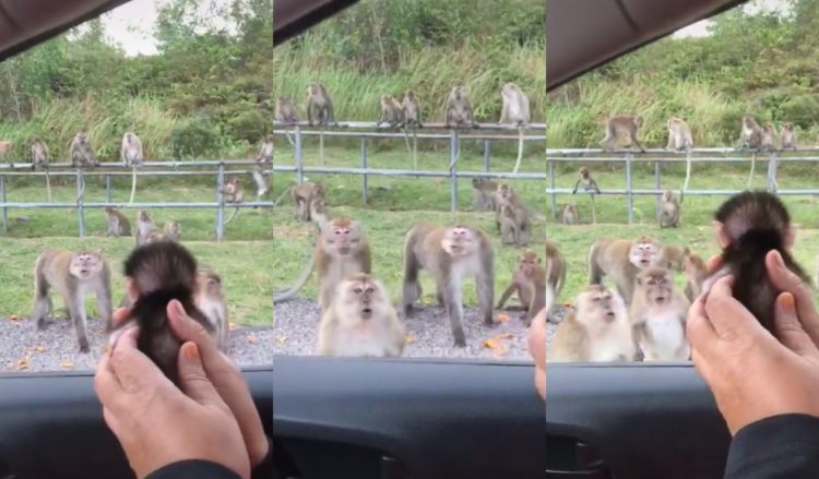 Reaksi lucu sekumpulan monyet tengok anak monyet bikin terhibur