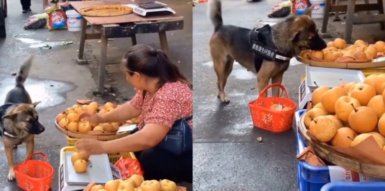 Gelagat anjing bawak bakul beli epal di pasar cuit hati netizen