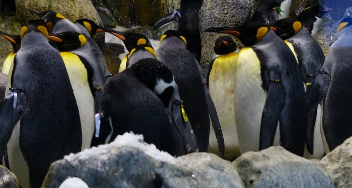 “Penguin mungkin adalah makhluk asing”- saintis