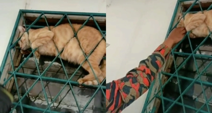 Oyen tersangkut di grill tingkap, “saje dia nak suruh abang bomba datang” Oyen tersangkut di grill tingkap, “saje dia nak suruh abang bomba datang”