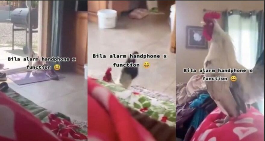 “Auto jadi KFC kau ni”, Ayam berkokok dalam rumah jadi pengganti jam loceng