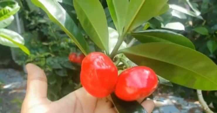 Sangkakan epal, 2 budak meninggal dunia termakan buah beracun