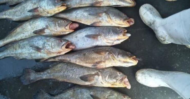 Jadi kaya mendadak, nelayan dilapor berjaya tangkap 157 ikan ‘mahal’ dikenali ‘emas laut’ bernilai lebih RM739k