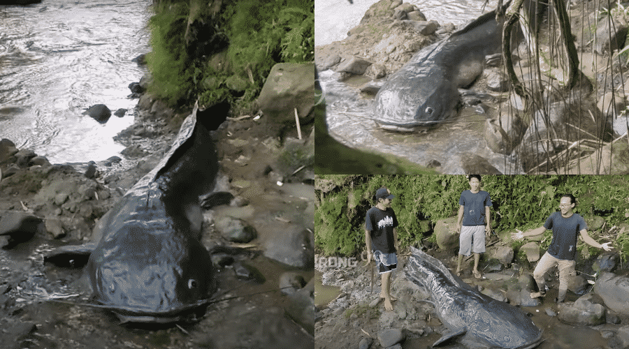 3 lelaki terkejut, temui ikan keli ‘raksasa’ terdampar tepi sungai, rupa-rupanya…