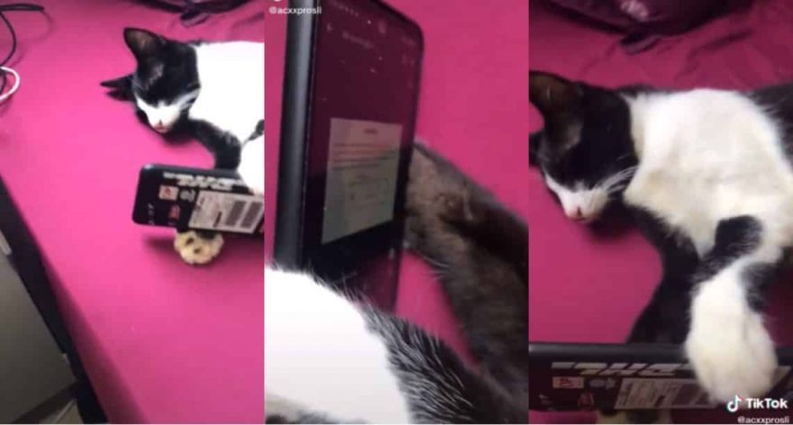 Telatah kucing tertidur sambil pegang telefon, “Ngantuk sangat tu…”