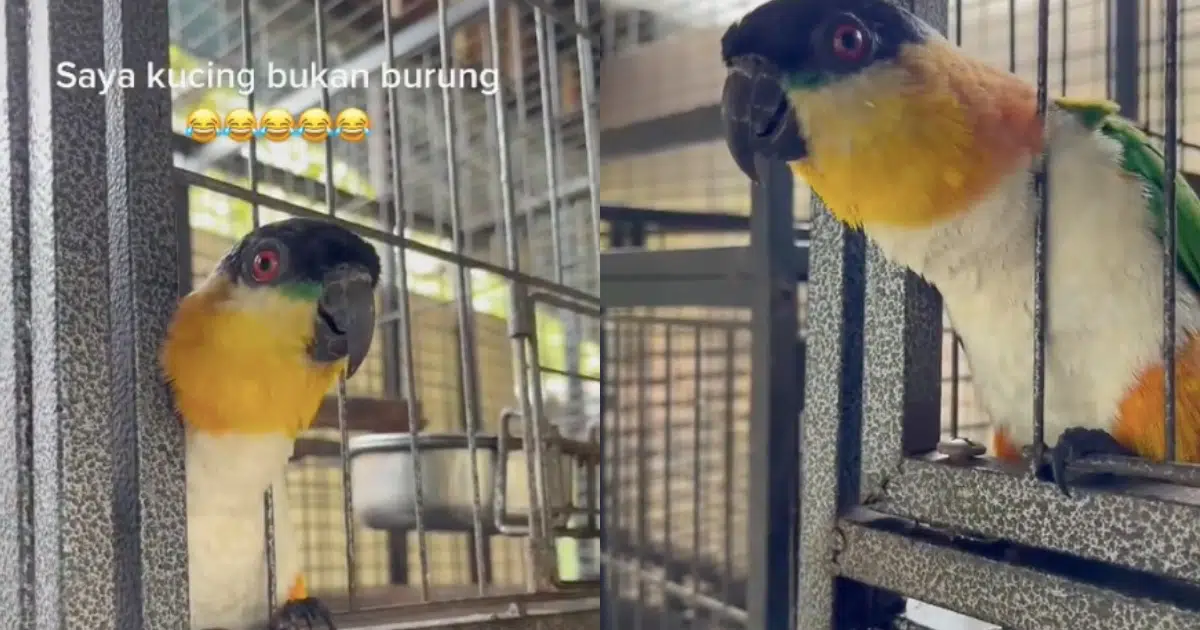 Burung buat bunyi kucing bikin terhibur, “Tertukar ke ni”