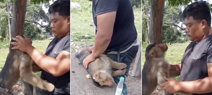 12 tahun bela, tuan menangis lihat beruk kesayangan pertama kali jatuh sakit