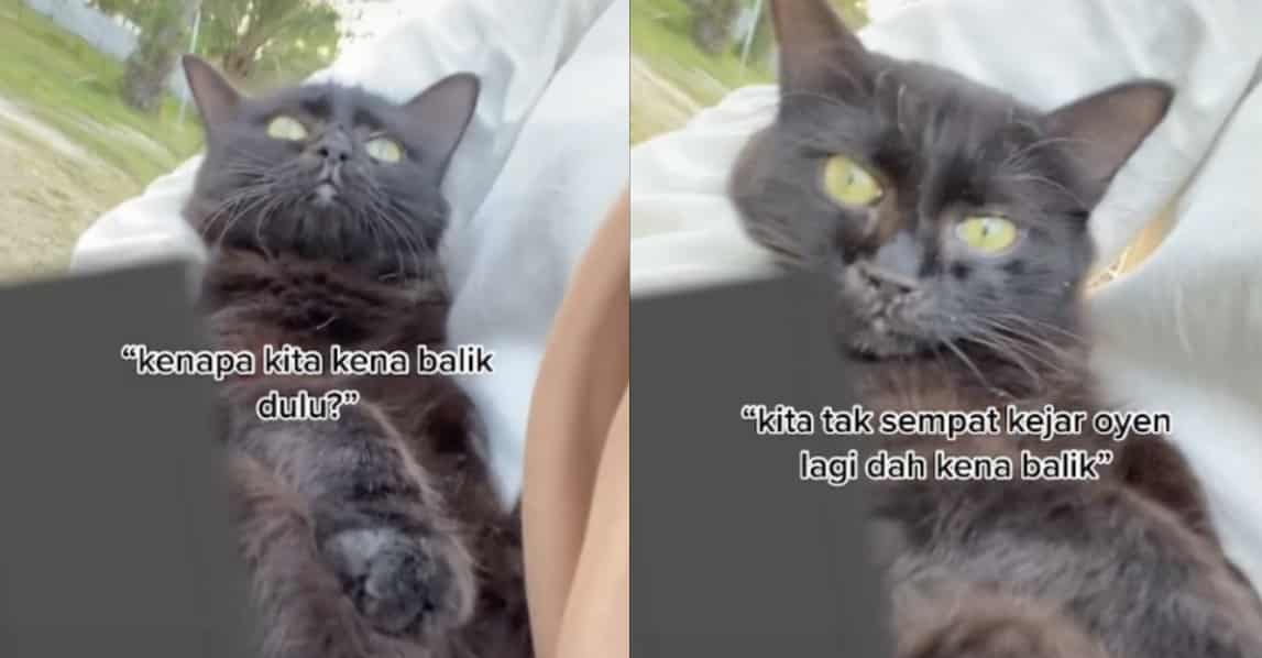 Telatah Si Comel merengek di ajak pulang, “Habis dibebelnya”