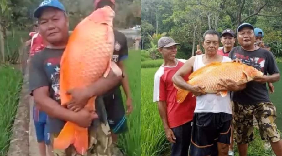 Viral penemuan ikan emas ‘raksasa’, penduduk berebut nak ambil gambar