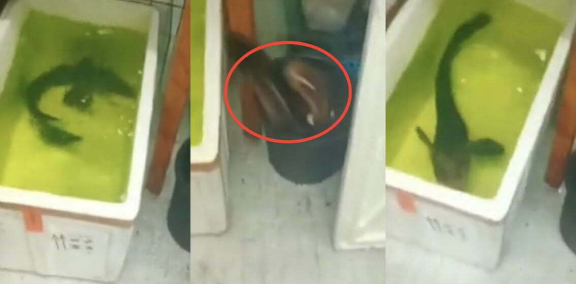 Ikan tiba2 terkeluar bekas buat netizen terhibur, “Gangster takut mati hahaha”