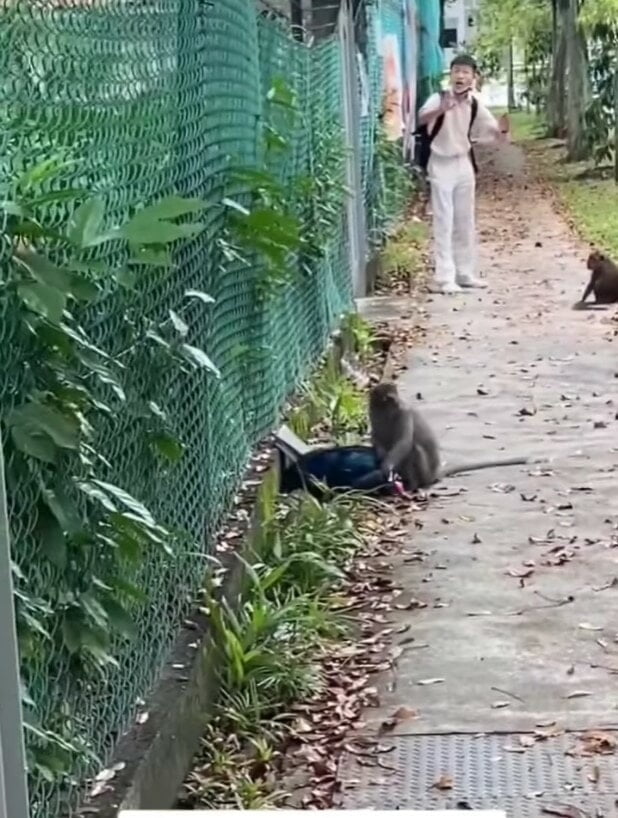 “Tolong jangan bukak”- ramai terhibur tengok gelagat pelajar sekolah berunding dengan monyet yang ‘rampas’ beg