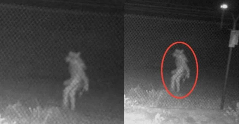 Makhluk ‘ganjil’ seakan manusia dirakam CCTV luar Zoo