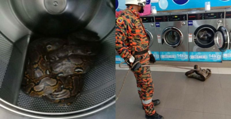 Pelanggan terkejut jumpa ular sawa seberat 20kg melingkar dalam mesin basuh kedai dobi