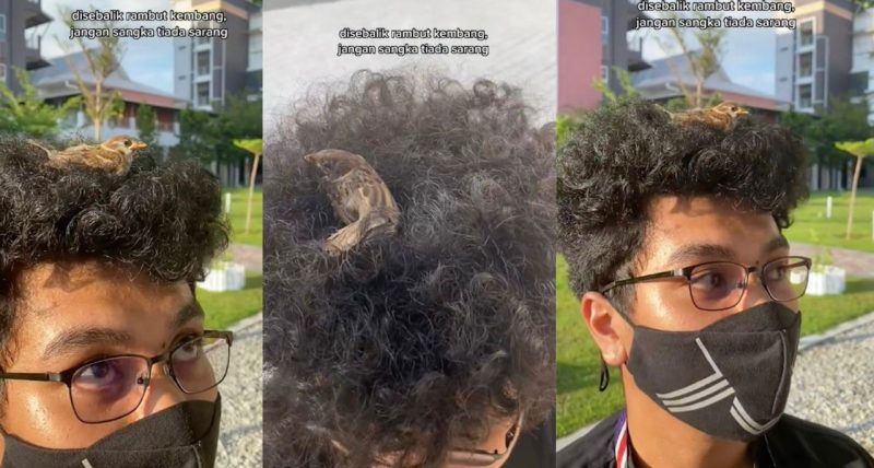 Rambut afro pemuda disangka sarang, burung selamba ‘parking’ atas kepala jadi perhatian