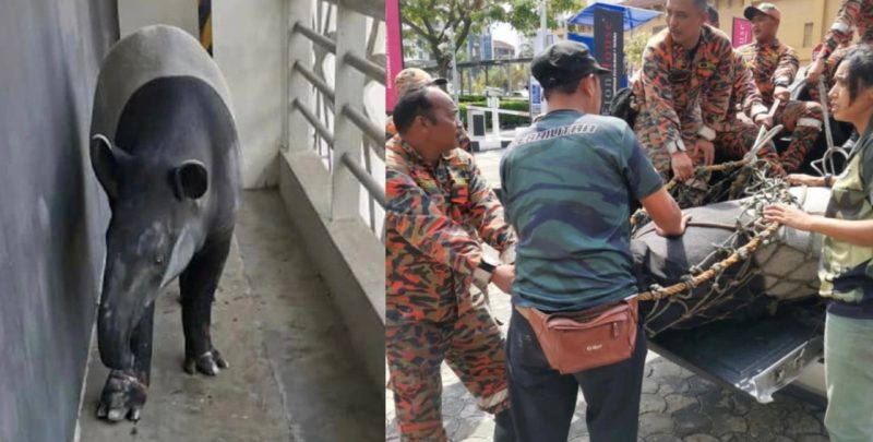Naik hingga ke tingkat 5, tapir sesat dalam ruang parkir hotel berjaya ditangkap